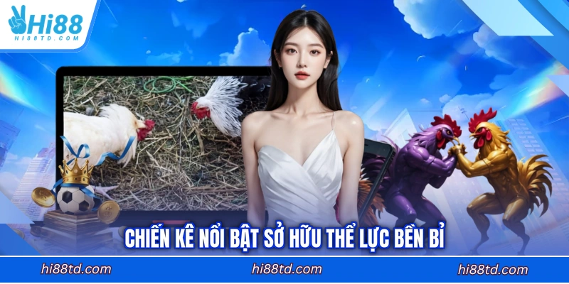 Chiến kê nổi bật sở hữu thể lực bền bỉ