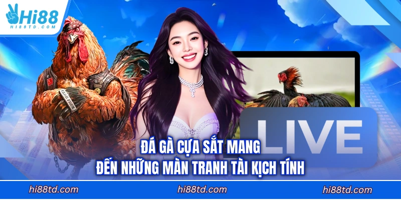 Đá gà cựa sắt mang đến những màn tranh tài kịch tính