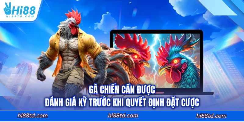Gà chiến cần được đánh giá kỹ trước khi quyết định đặt cược