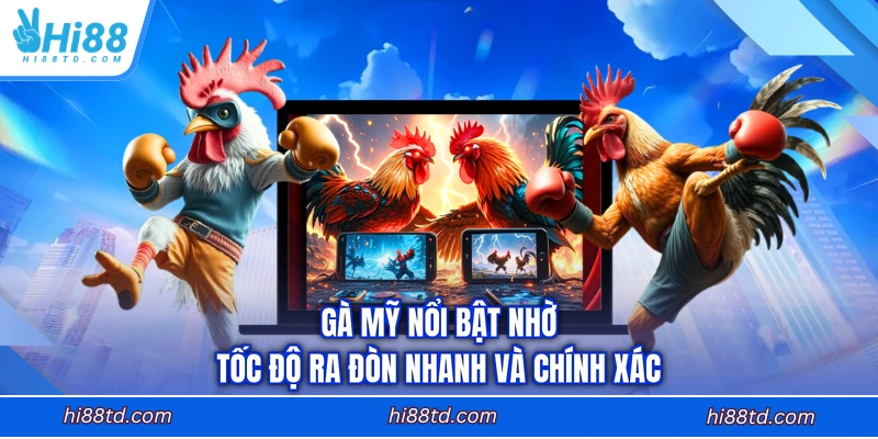 Gà Mỹ nổi bật nhờ tốc độ ra đòn nhanh và chính xác