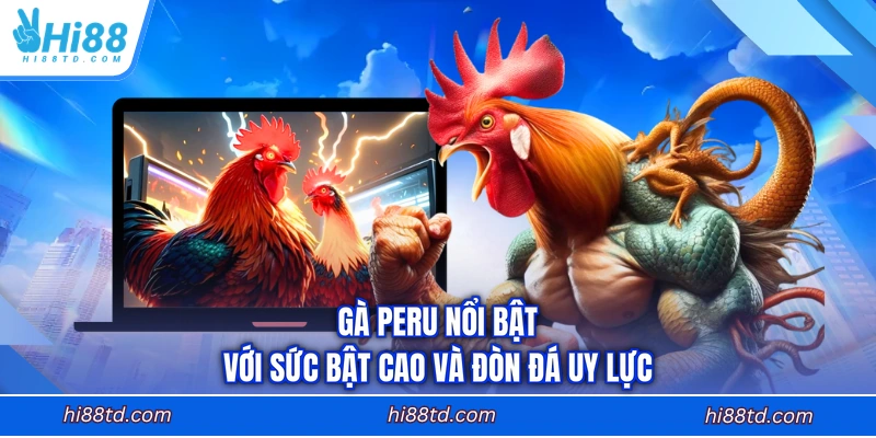 Gà Peru nổi bật với sức bật cao và đòn đá uy lực