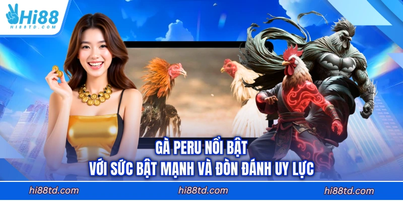 Gà Peru nổi bật với sức bật mạnh và đòn đánh uy lực