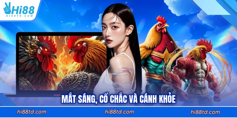Mắt sáng, cổ chắc và cánh khỏe