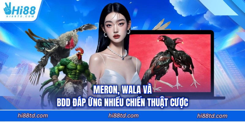 Meron, Wala và BDD đáp ứng nhiều chiến thuật cược