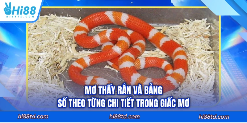 Mơ thấy rắn