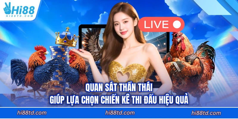 Quan sát thần thái giúp lựa chọn chiến kê thi đấu hiệu quả